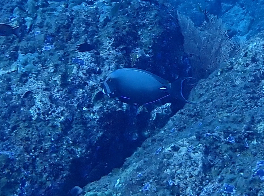 Pale-lipped Surgeonfish
