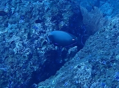 Acanthurus leucocheilus