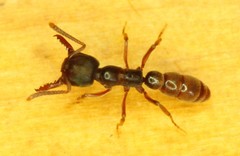 Stigmatomma oregonense