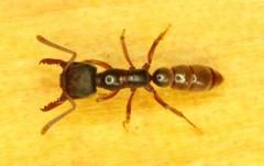 Stigmatomma oregonense