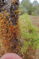 Leptostomum inclinans