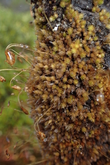 Leptostomum inclinans