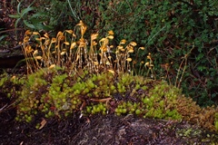 Leptostomum inclinans