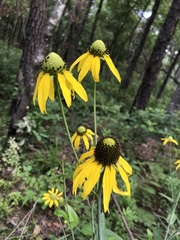 Rudbeckia scabrifolia