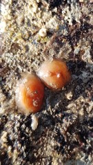 Dendrodoa grossularia