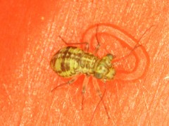 Cerobasis