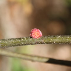 Dryocosmus floridensis