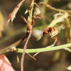 Zapatella quercusmedullae