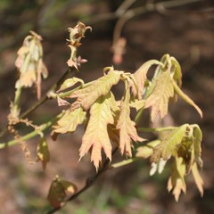 Dryocosmus floridensis