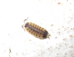 Proporcellio vulcanius