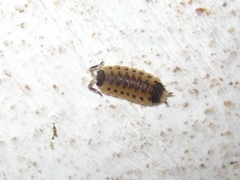 Proporcellio vulcanius