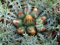 Onopordum acaulon
