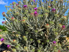 Onopordum macracanthum
