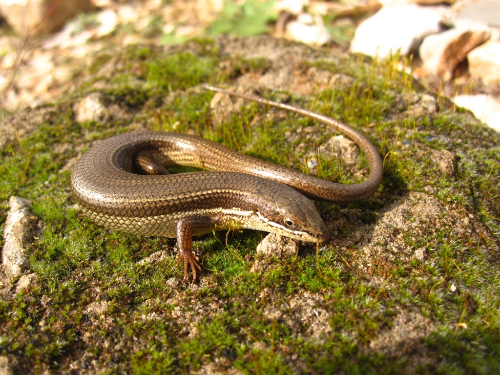 Bridled Skink from 329X+XW، بيت عقول،، Syria on February 8, 2022 at 02: ...