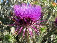 Onopordum macracanthum