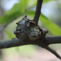 Callirhytis quercuscornigera