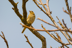 Anthus trivialis