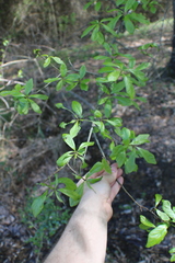 Callirhytis quercuscornigera