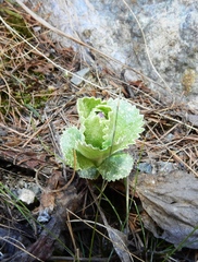 Primula marginata