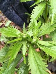 Ranunculus cassubicus