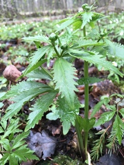 Ranunculus cassubicus