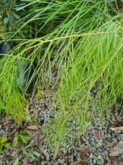 Acacia cognata
