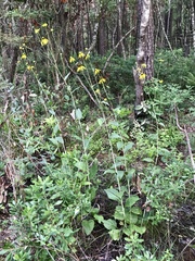 Rudbeckia scabrifolia