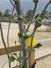 Populus alba