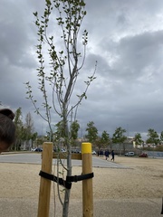 Populus alba