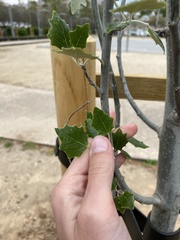 Populus alba