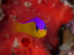 Diadem Dottyback photo 1