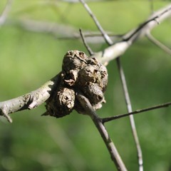 Callirhytis quercuscornigera