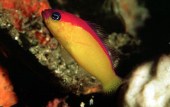 Diadem Dottyback photo 2