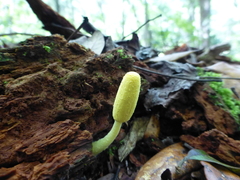 Leucocoprinus fragilissimus image