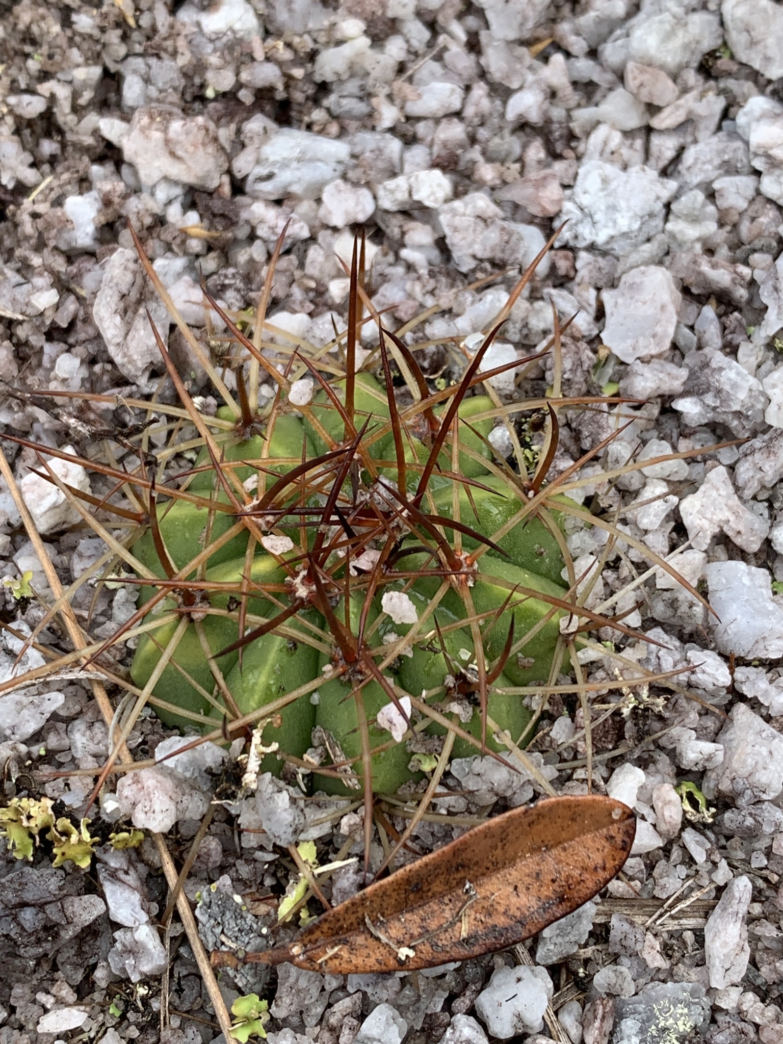 Melocactus bahiensis
