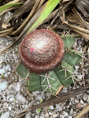 Melocactus