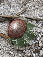 Melocactus violaceus