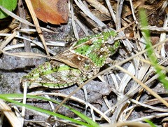 Pardalophora phoenicoptera