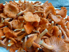 Cantharellus texensis