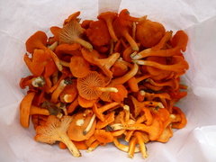 Cantharellus texensis