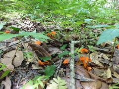 Cantharellus texensis