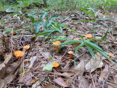 Cantharellus texensis