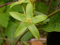 Gonolobus grandiflorus