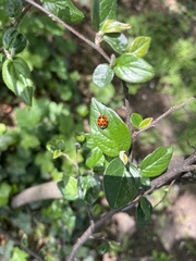 Harmonia axyridis