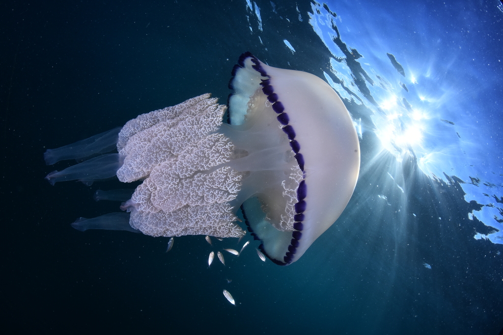 Photo of Barrel jellyfish (Rhizostoma pulmo)