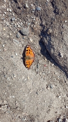 Nymphalis xanthomelas