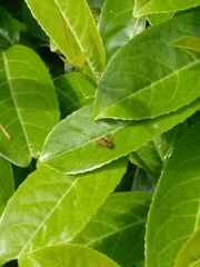 Parhelophilus