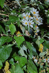 Montanoa guatemalensis