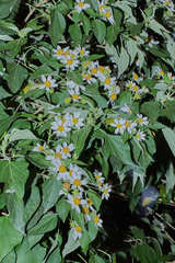 Montanoa guatemalensis
