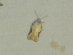 Acleris subnivana